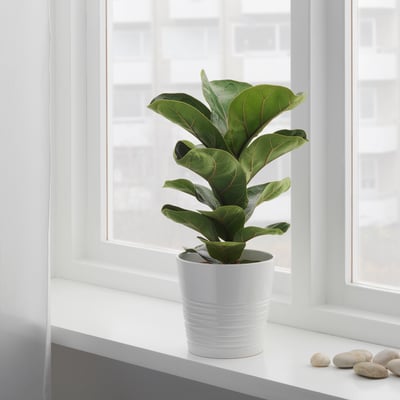 FICUS LYRATA BAMBINO Biljka u saksiji, fikus lirata, 12 cm