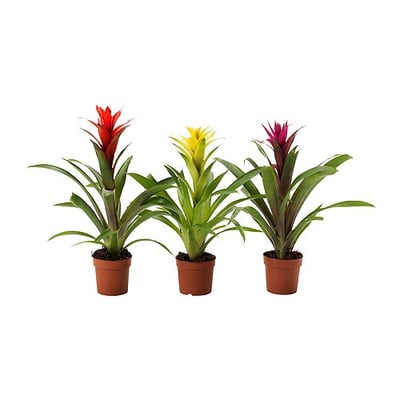 GUZMANIA Zasađena biljka, guzmanija/odabrane boje, 9 cm