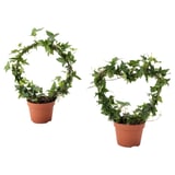 HEDERA HELIX Biljka u saksiji, bršljan raznovrsno, 12 cm