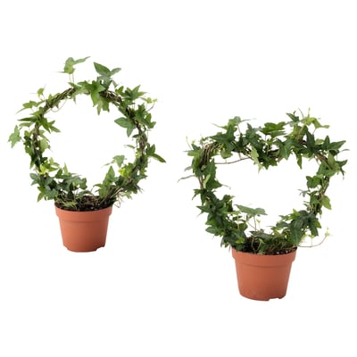 HEDERA HELIX Biljka u saksiji, bršljan raznovrsno, 12 cm