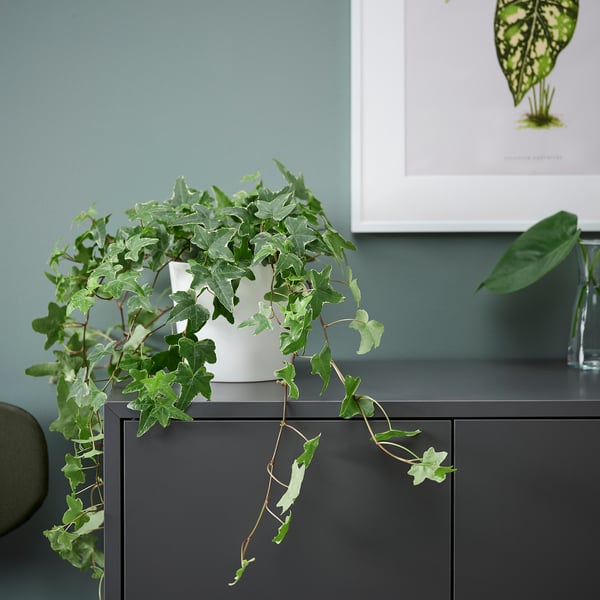 HEDERA HELIX Biljka u saksiji, bršljan, 13 cm