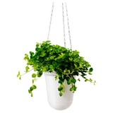 HIMALAYAMIX Zasađena biljka, raznovrsno biljke sa lišćem, 12 cm