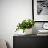 HIMALAYAMIX Zasađena biljka, raznovrsno biljke sa lišćem, 12 cm