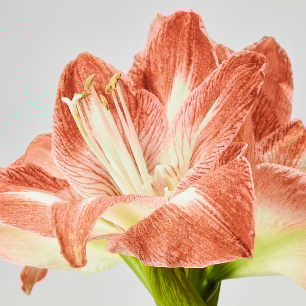 HIPPEASTRUM Biljka u saksiji, amarilis/2 pupoljka odabrane boje, 13 cm