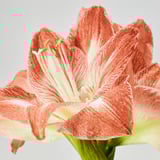 HIPPEASTRUM Biljka u saksiji, amarilis/2 pupoljka odabrane boje, 13 cm