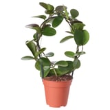 HOYA Biljka u saksiji, hoja, 12 cm