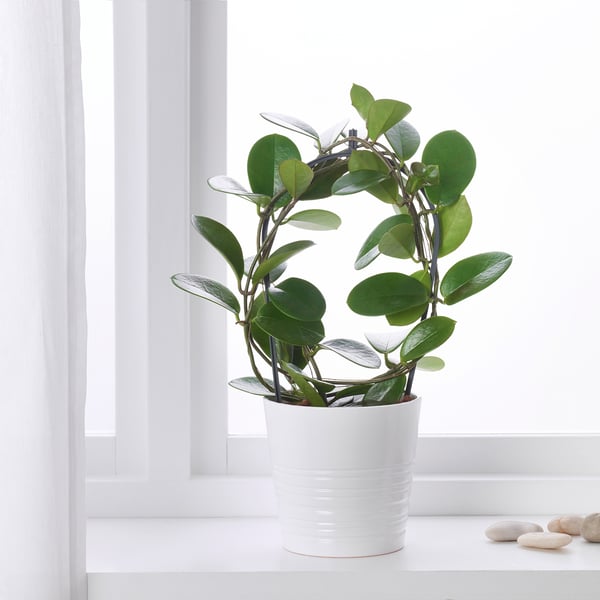 HOYA Biljka u saksiji, hoja, 12 cm