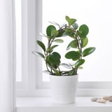 HOYA Biljka u saksiji, hoja, 12 cm