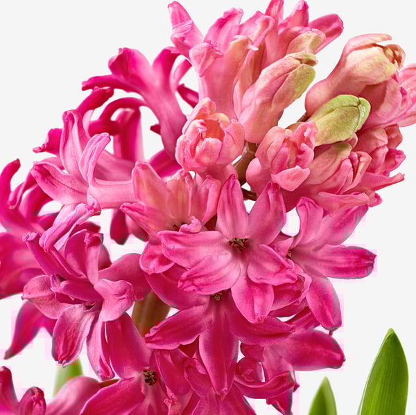 HYACINTHUS Biljka u saksiji, 1 lukovica, zumbul odabrane boje, 8 cm