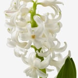 HYACINTHUS Biljka u saksiji, 1 lukovica, zumbul odabrane boje, 8 cm