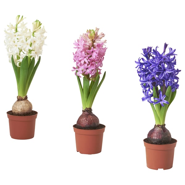 HYACINTHUS Biljka u saksiji, 1 lukovica, zumbul odabrane boje, 8 cm