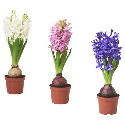 HYACINTHUS Biljka u saksiji, 1 lukovica, zumbul odabrane boje, 8 cm