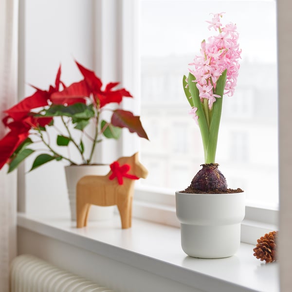 HYACINTHUS Biljka u saksiji, 1 lukovica, zumbul odabrane boje, 8 cm
