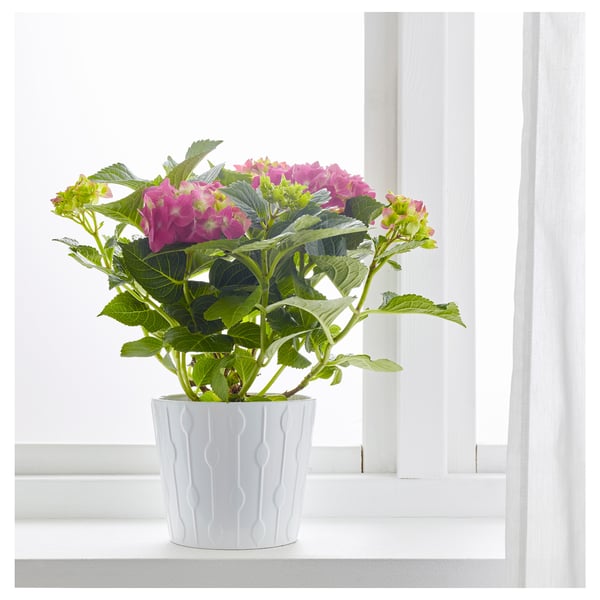 HYDRANGEA Biljka u saksiji, hortenzija odabrane boje, 15 cm
