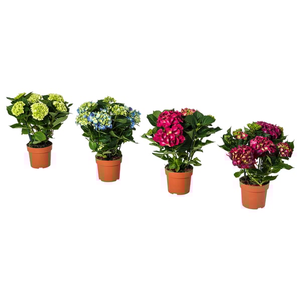 HYDRANGEA Biljka u saksiji, hortenzija odabrane boje, 15 cm