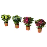 HYDRANGEA Biljka u saksiji, hortenzija odabrane boje, 15 cm