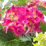 HYDRANGEA Biljka u saksiji, hortenzija odabrane boje, 15 cm