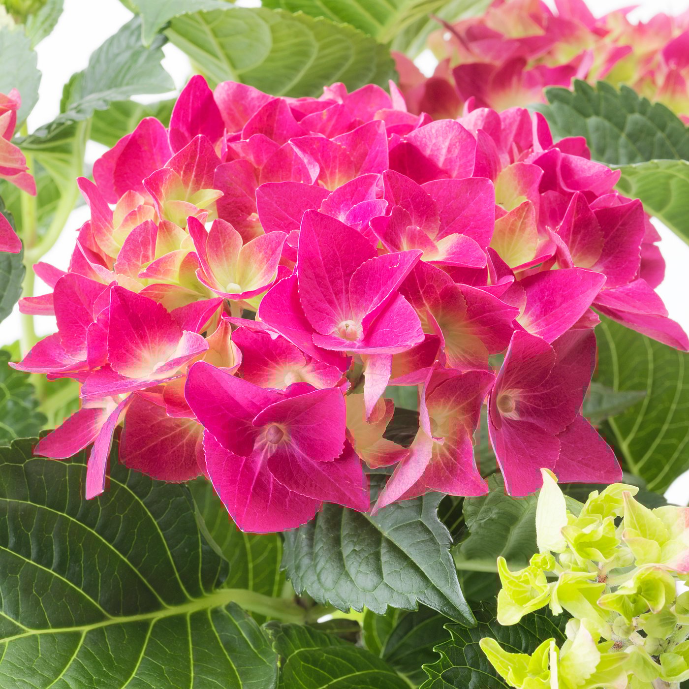 HYDRANGEA Zasađena biljka, hortenzija odabrane boje, 15 cm