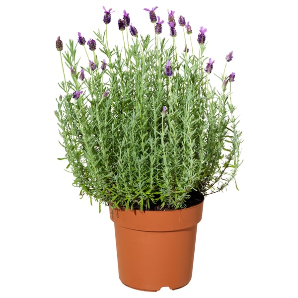 LAVANDULA Biljka u saksiji, lavanda, 15 cm