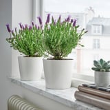 LAVANDULA Biljka u saksiji, lavanda, 15 cm