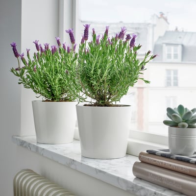 LAVANDULA Biljka u saksiji, lavanda, 15 cm