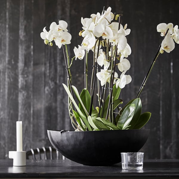 PHALAENOPSIS Biljka u saksiji, orhideja/2 stabljike, 12 cm