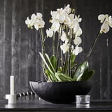 PHALAENOPSIS Biljka u saksiji, orhideja/2 stabljike, 12 cm