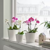 PHALAENOPSIS Biljka u saksiji, orhideja odabrane boje, 6 cm