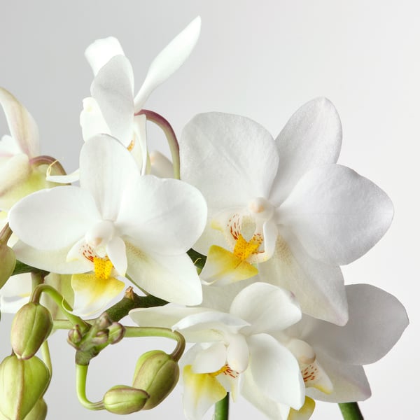 PHALAENOPSIS Biljka u saksiji sa saksijom, orhideja/odabrane boje, 6 cm