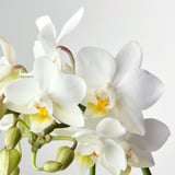 PHALAENOPSIS Biljka u saksiji sa saksijom, orhideja/odabrane boje, 6 cm
