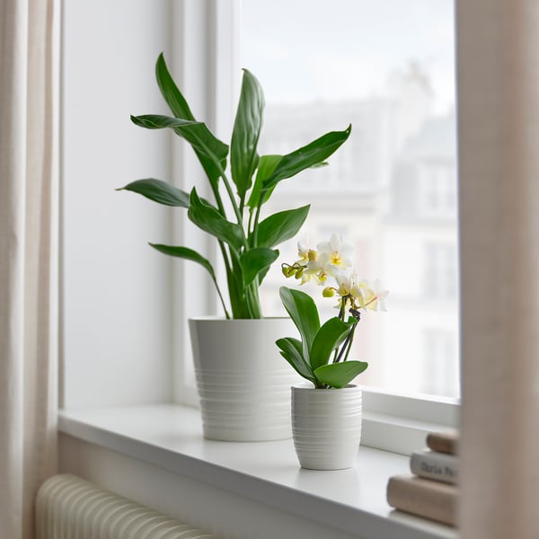 PHALAENOPSIS Biljka u saksiji sa saksijom, orhideja/odabrane boje, 6 cm