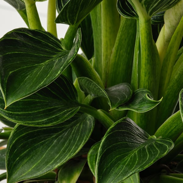 PHILODENDRON Biljka u saksiji, filodendron raznovrsno, 12 cm