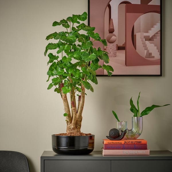 POLYSCIAS Biljka u saksiji sa saksijom, bonsai odabrane boje, 22 cm