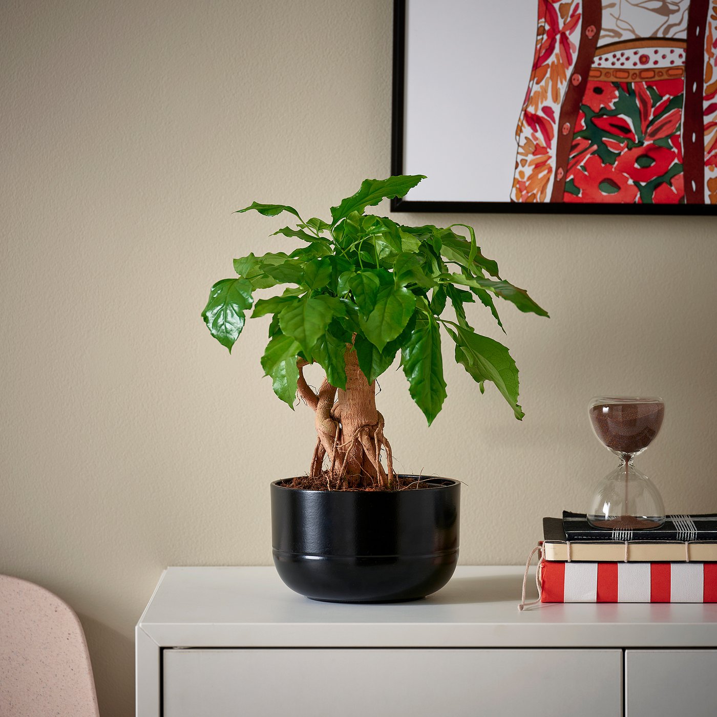 RADERMACHERA Potted plant with pot, 14 cm | MONTIKEA