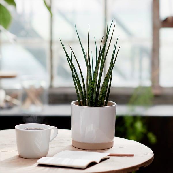 SANSEVIERIA Biljka u saksiji, raznovrsno, 12 cm