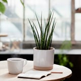 SANSEVIERIA Biljka u saksiji, raznovrsno, 12 cm