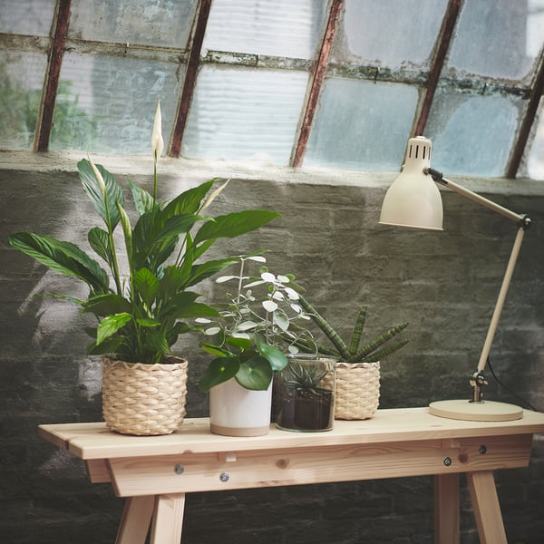 SANSEVIERIA Biljka u saksiji, raznovrsno, 12 cm