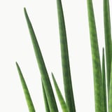 SANSEVIERIA Biljka u saksiji, raznovrsno, 12 cm