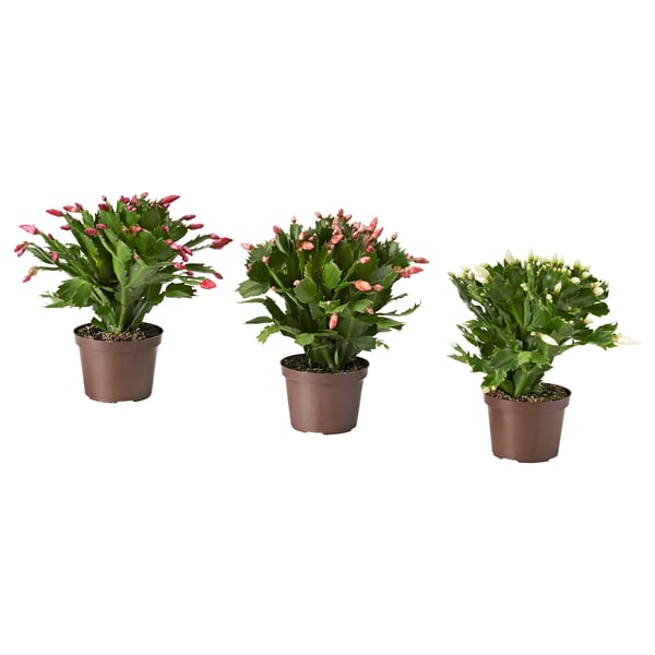 SCHLUMBERGERA Biljka u saksiji, božićni kaktus, 12 cm