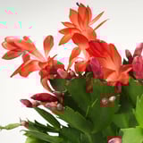 SCHLUMBERGERA Biljka u saksiji, božićni kaktus, 12 cm