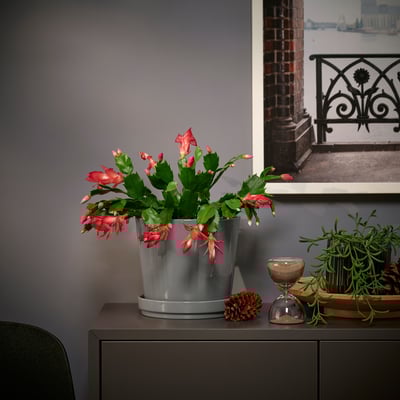 SCHLUMBERGERA Biljka u saksiji, božićni kaktus, 12 cm