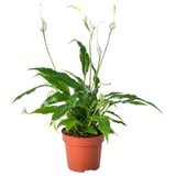 SPATHIPHYLLUM Biljka u saksiji, spatifil, 12 cm