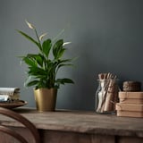 SPATHIPHYLLUM Biljka u saksiji, spatifil, 12 cm