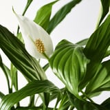 SPATHIPHYLLUM Biljka u saksiji, spatifil, 12 cm