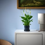 SPATHIPHYLLUM Biljka u saksiji, spatifil, 6 cm