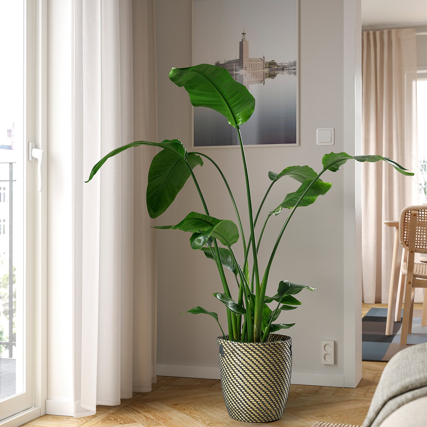 zimmerpflanzen eukalyptus Eukalyptusbaum - 140 cm