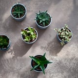 SUCCULENT Biljka u saksiji, raznovrsno/Sukulent, 9 cm