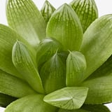 SUCCULENT Biljka u saksiji, raznovrsno/Sukulent, 9 cm