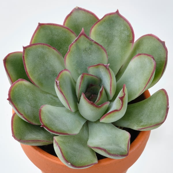 SUCCULENT Biljka u saksiji, raznovrsno/Sukulent, 3 cm