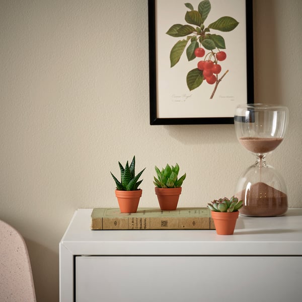 SUCCULENT Biljka u saksiji, raznovrsno/Sukulent, 3 cm